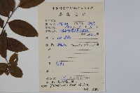 密毛假黃楊藏品圖，第2張