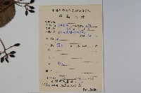 淡黃莢迷藏品圖，第2張