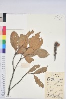 阿里山三斗石櫟、硬斗柯藏品圖，第1張