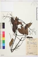 柱果鐵線蓮藏品圖，第2張