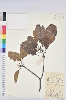 白臼藏品圖，第1張