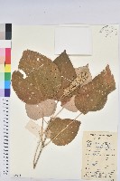 白背葉藏品圖，第1張