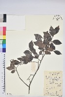 米飯花藏品圖，第1張