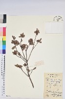 登錄號:S086651藏品圖，第1張