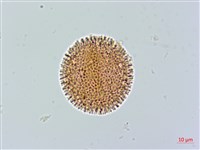 登錄號:S086667藏品圖，第2張