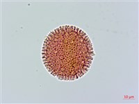 登錄號:S086667藏品圖，第3張