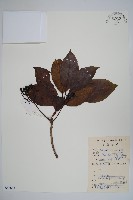 長花厚殼樹藏品圖，第1張