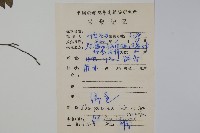 密毛假黃楊藏品圖，第2張