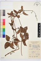 小木通藏品圖，第1張