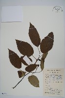 雲山金角楓藏品圖，第1張