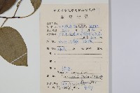 雲山金角楓藏品圖，第2張