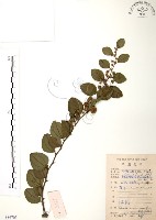 馬甲子藏品圖，第1張