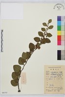 馬甲子藏品圖，第2張