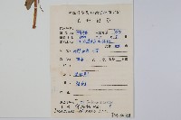 華鳳仙藏品圖，第2張