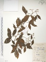 飛龍掌血藏品圖，第1張