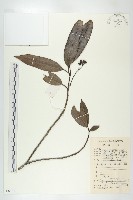 俄氏虎皮楠、蘭嶼虎皮楠、虎皮楠藏品圖，第1張