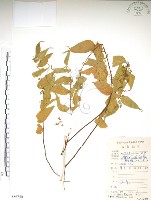 銳葉山黃麻藏品圖，第1張