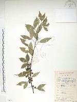 飛龍掌血藏品圖，第1張