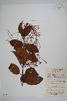 酸藤藏品圖，第1張