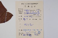 酸藤藏品圖，第2張