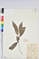 日本五月茶、南投五月茶藏品圖，第1張