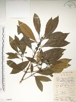 大葉木犀藏品圖，第1張