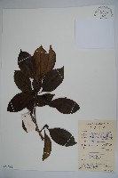 鐵冬青藏品圖，第1張