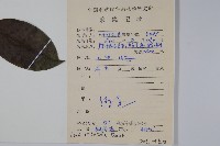 鐵冬青藏品圖，第2張