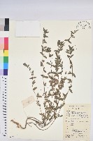 通奶草藏品圖，第1張