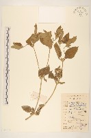 金腰箭藏品圖，第1張