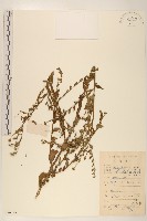 雞兒腸藏品圖，第1張