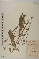 白花地膽草藏品圖，第1張