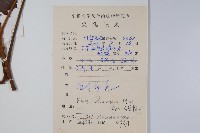 鹽膚木藏品圖，第2張