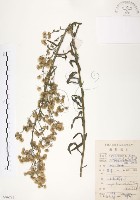 美洲假蓬藏品圖，第1張