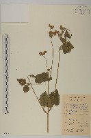 霍香薊藏品圖，第1張