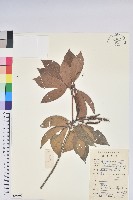 彎蒴杜鵑藏品圖，第1張