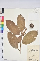 紫玉盤柯藏品圖，第1張