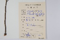 假鷹爪藏品圖，第2張