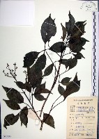 山埔姜藏品圖，第1張