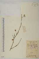 大丁黃藏品圖，第1張