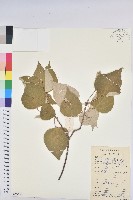 白背葉藏品圖，第1張