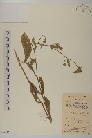 白花地膽草藏品圖，第1張