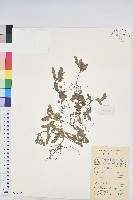 葉下珠、珠仔草藏品圖，第1張