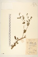 豨簽藏品圖，第1張