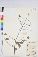 龍眼睛藏品圖，第1張