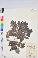 黑面神藏品圖，第1張