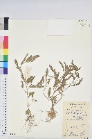 葉下珠、珠仔草藏品圖，第1張