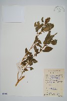 野莧菜藏品圖，第1張