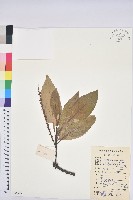 黧蒴栲藏品圖，第1張