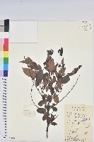 黑面神藏品圖，第1張